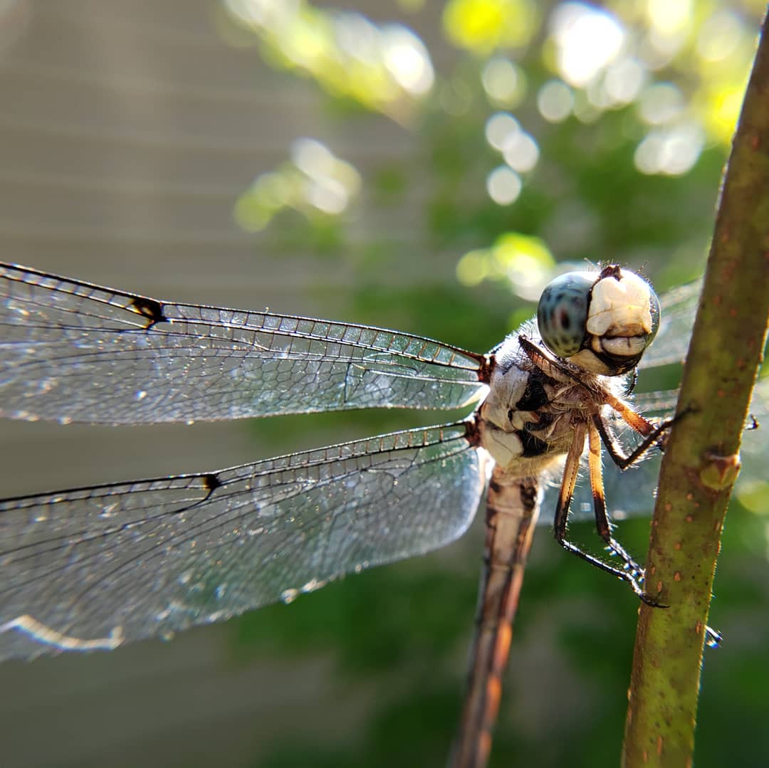 SexyUncleDave's tweet image. #bugchasing #bugchaser #dragonfly