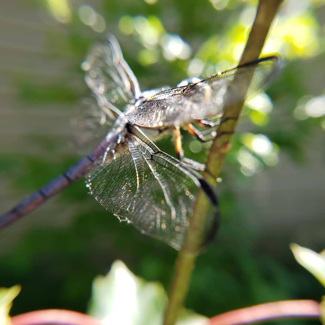 SexyUncleDave's tweet image. #bugchasing #bugchaser #dragonfly