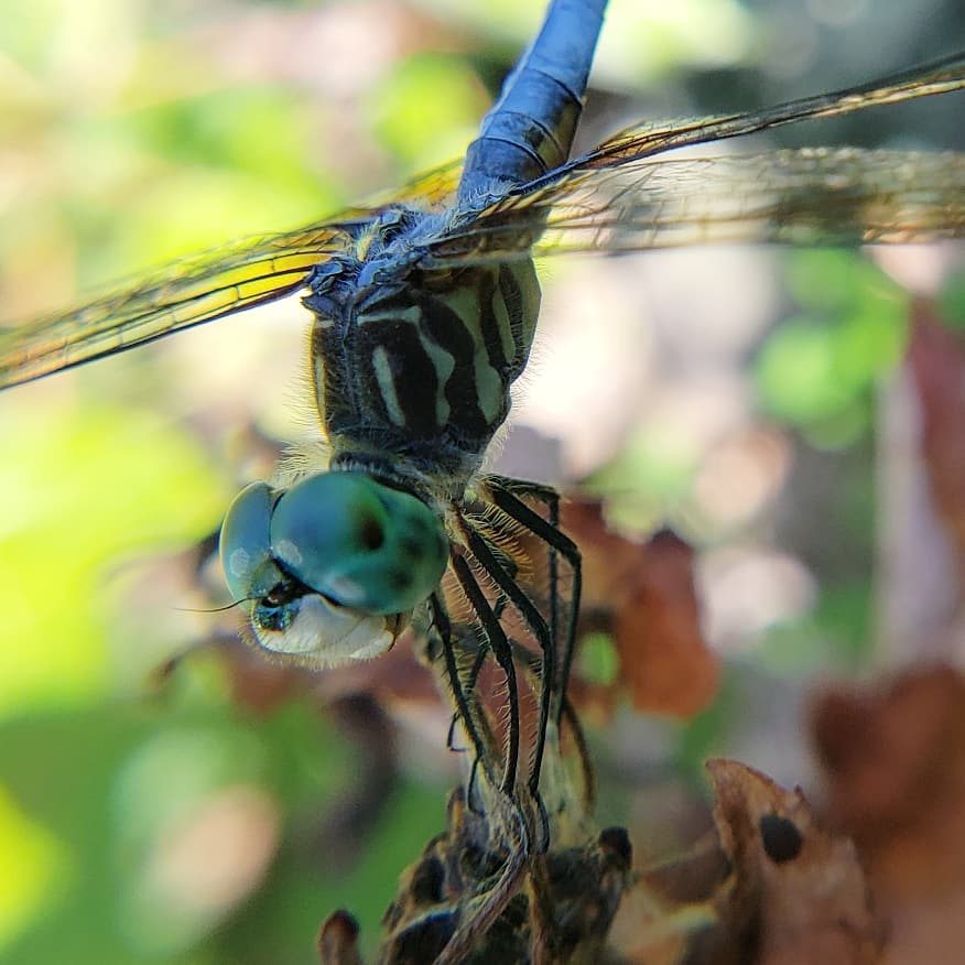 SexyUncleDave's tweet image. #bugchasing #bugchaser #dragonfly