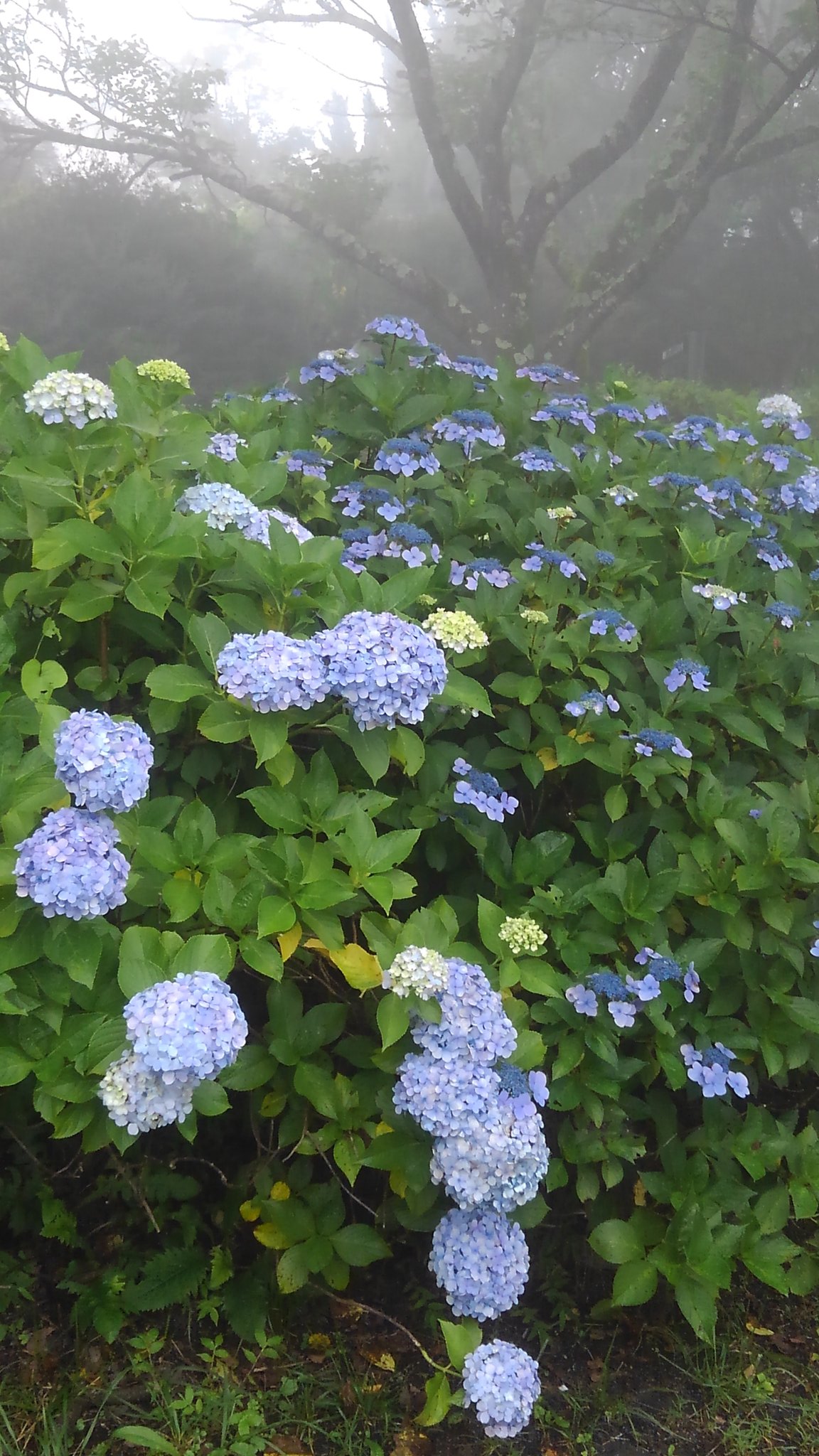 秩父美の山公園 Twitter Search Twitter