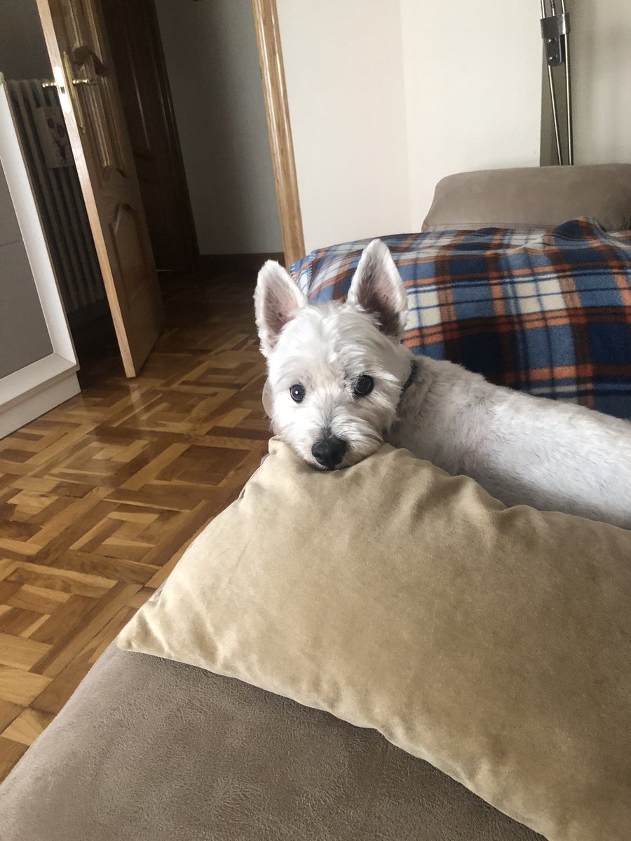 #DiaMundialDelPerro