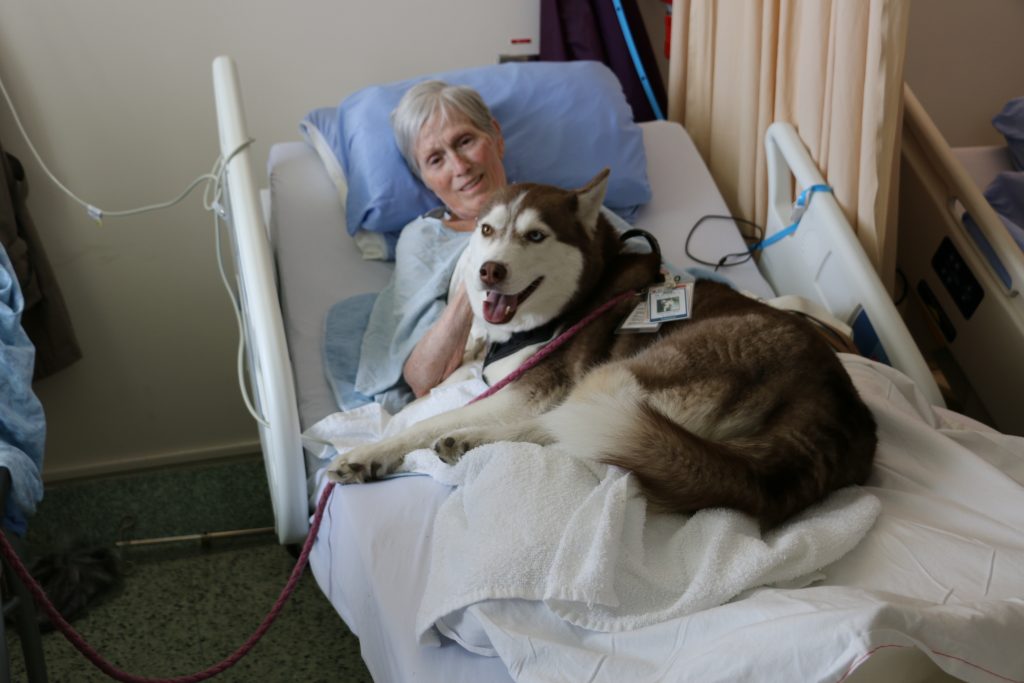 Drolesdanimaux_'s tweet photo. Mon chien à l’hôpital, une bonne idée ? https://t.co/mRvcW0YDSV https://t.co/ZeBje30Afr