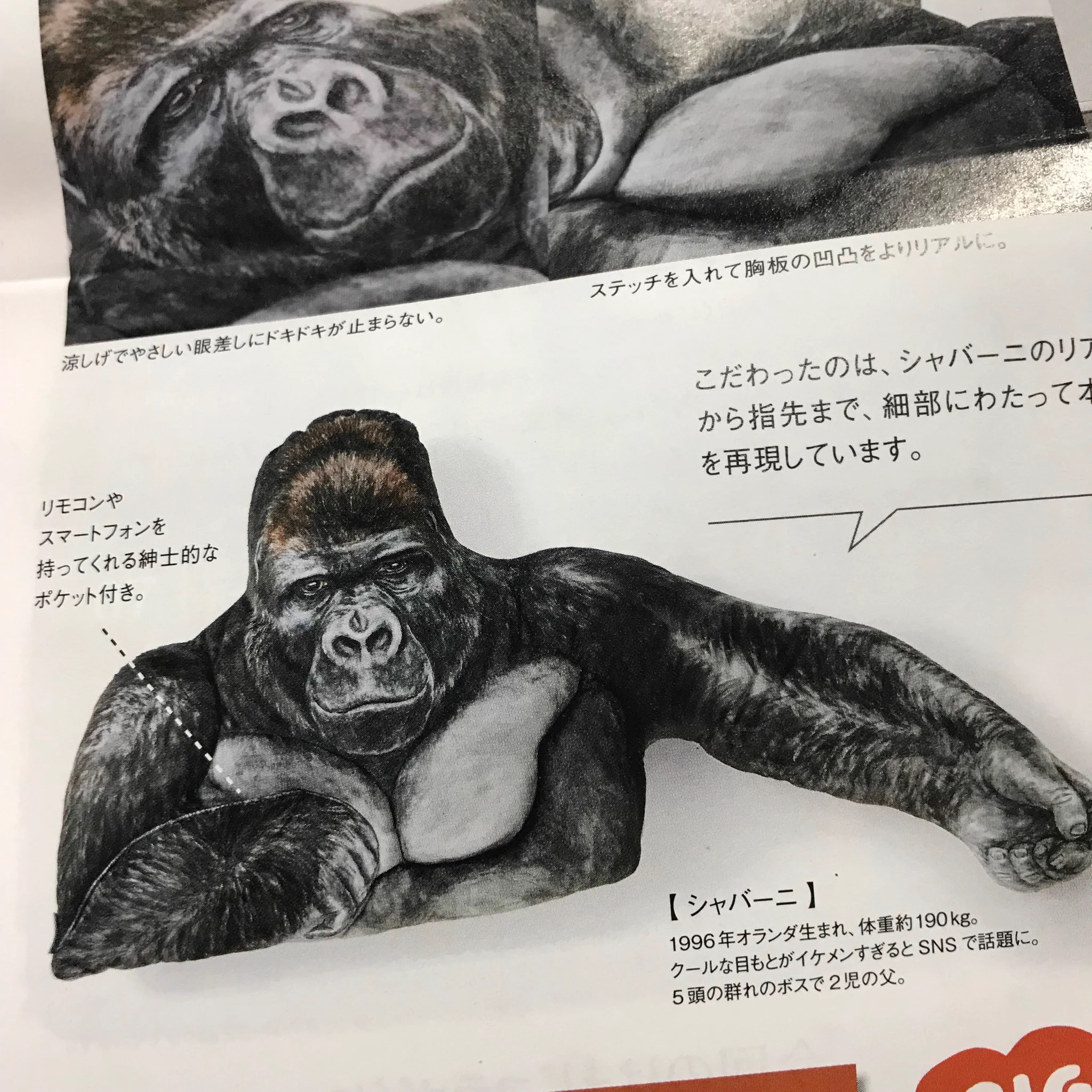 フェリシモがまたやってくれたwwこれであのシャバーニに抱かれながら眠れるww