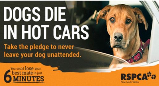 BonniedaWestie's tweet photo. .@KathandAimee @bbccornwall Being Pet Month on Radio Cornwall it's the ideal day to remind owners not to leave their dogs in their car. A dog can cook alive within 60 mns even with the windows open. If anyone see's a dog in distress in a car dial 999 in extreme cases smash window https://t.co/iJrblIyNmt