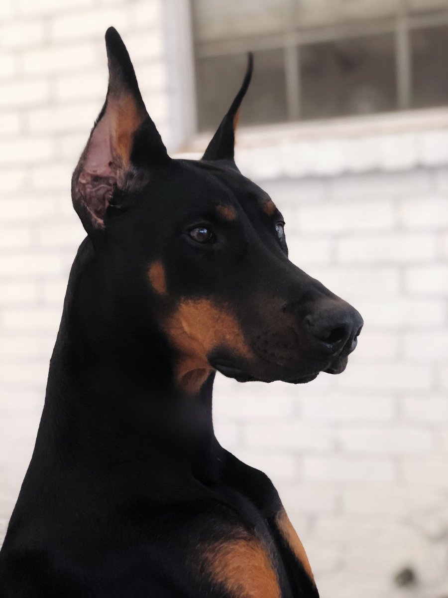 xNightwalker59x's tweet photo. Go vote for our sweet Seilah puppy at https://t.co/WWXX1zKddf #PageantDog https://t.co/p2kqWi4kWl