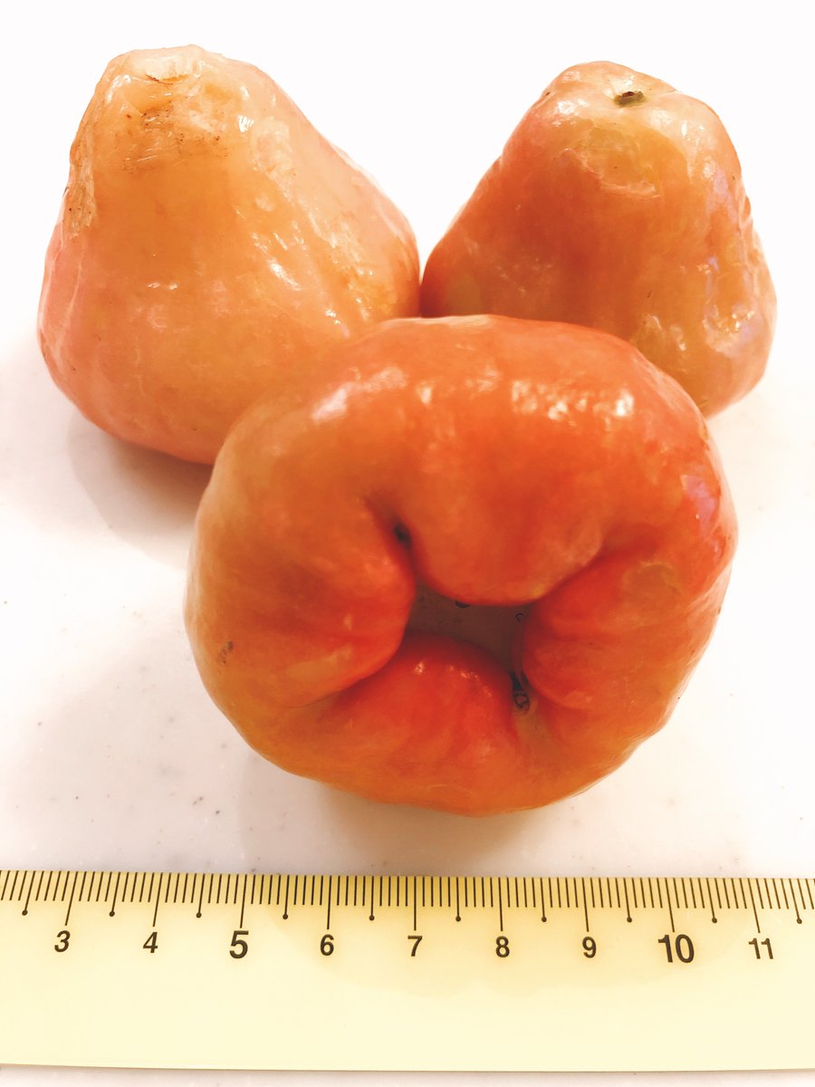 みなとのごちそう野菜 Twitterissa ワックスを塗ったような光沢があるこの果物は レンブ という果物です これは果皮が白っぽいですが 濃い赤色のものや緑色のものなどもあります 果汁は少なく シャリシャリした食感です 味の薄い梨みたいな味です