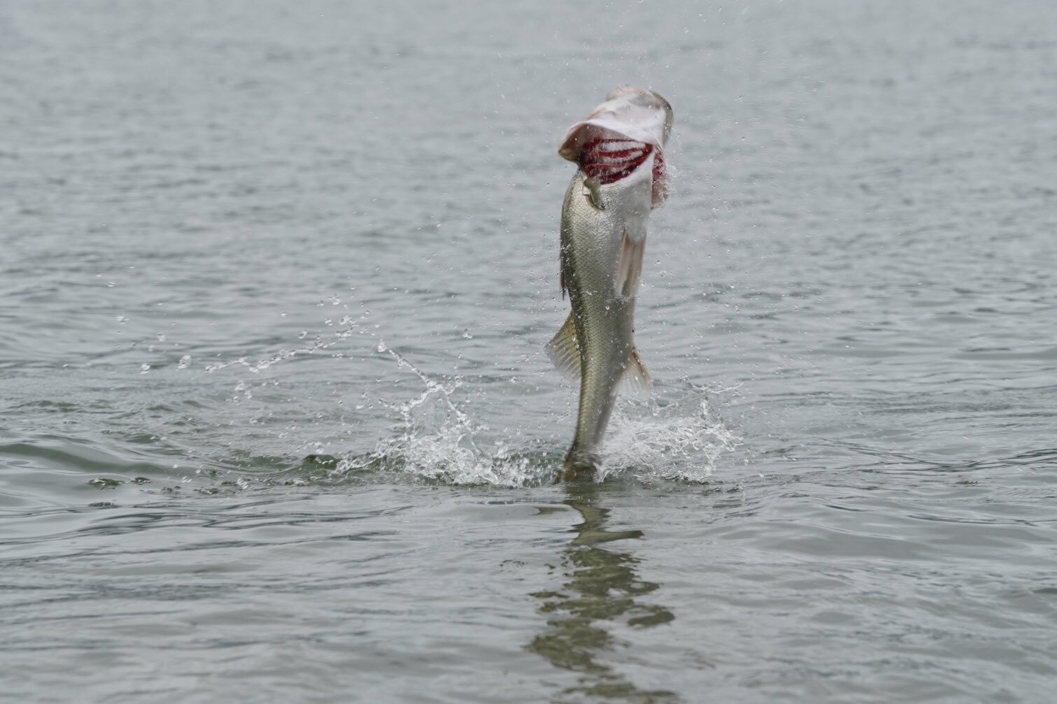 盛山 大地 シーバスのジャンプすごすぎ そりゃールアー吹っ飛ばされるよね ピントが合っていないのはつっこまないで 予測不能すぎて無理 シーバス ジャンプ エラ洗い T Co Om8pda2ekq Twitter 盛山 大地 シーバスのジャンプすごすぎ そりゃールアー吹っ飛ばされるよね ピントが合っていないのはつっこまないで 予測不能すぎて無理 シーバス ジャンプ エラ洗い T Co Om8pda2ekq Twitter