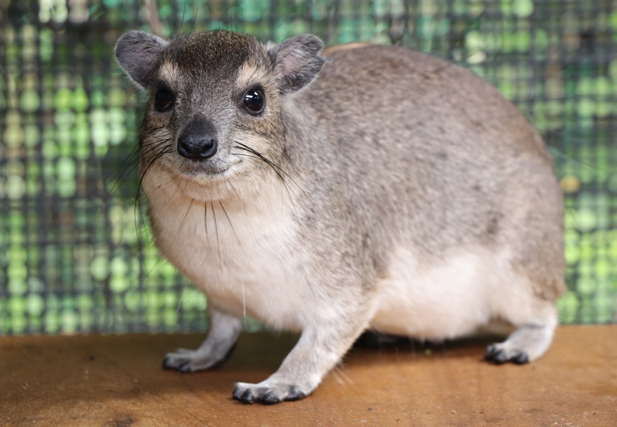 تويتر 埼玉県こども動物自然公園 公式 على تويتر キボシイワハイラックス 東アフリカや南西アフリカの岩場やサバンナに生息する最小のハイラックスです 名前の通り背中に黄色い点があるのも特徴です ハイラックスは昔はげっ歯類と考えられていましたが 解剖