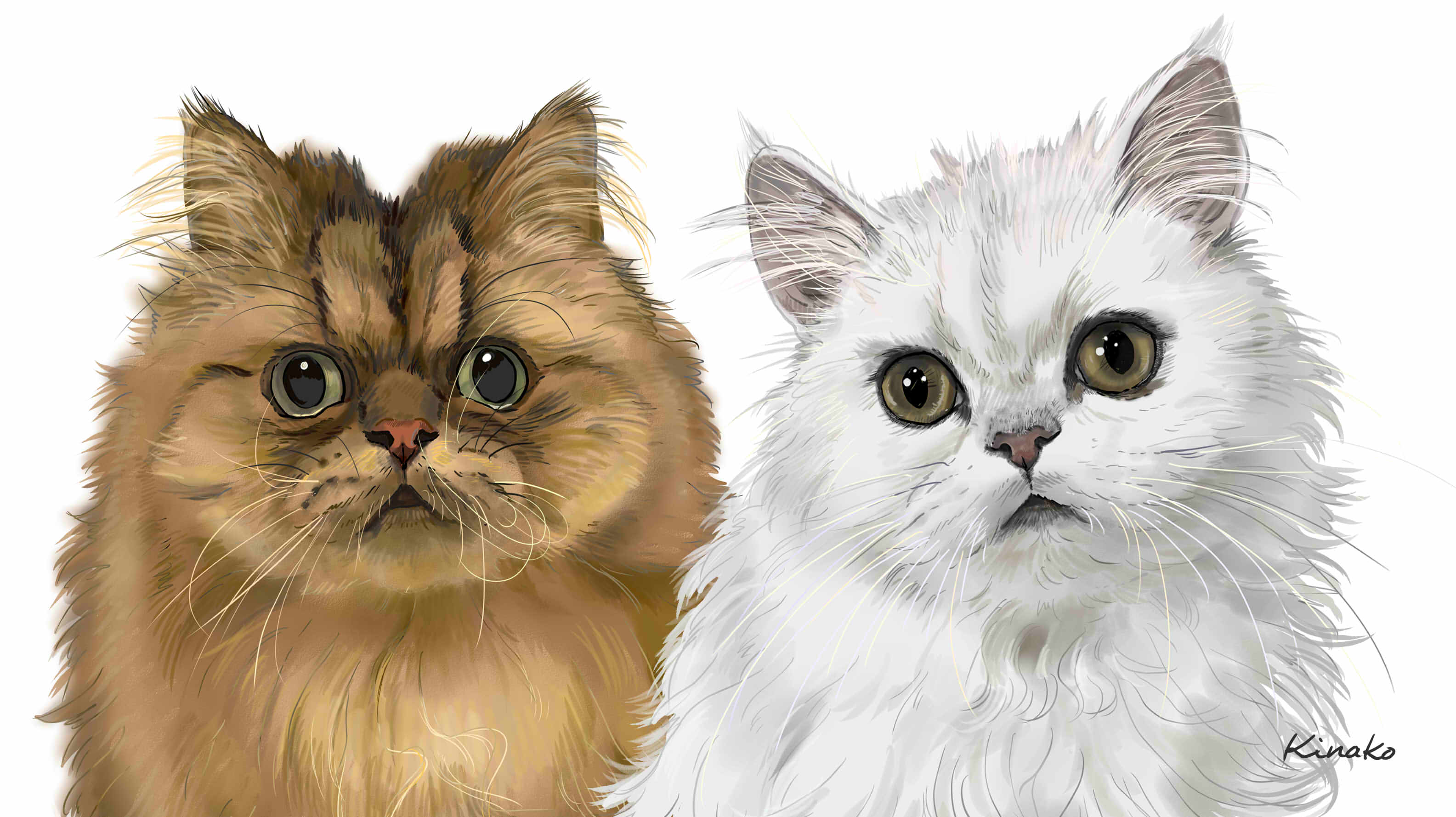 きなこ 猫の絵を描いています 猫カフェ ラグドールさんのチンチラシルバーのシャンプーちゃんのイラストを描いてみました 先日 イラストで描いた チョコちゃんと並べてみました 猫絵 Cat Drawing 猫イラスト 猫画 チンチラ