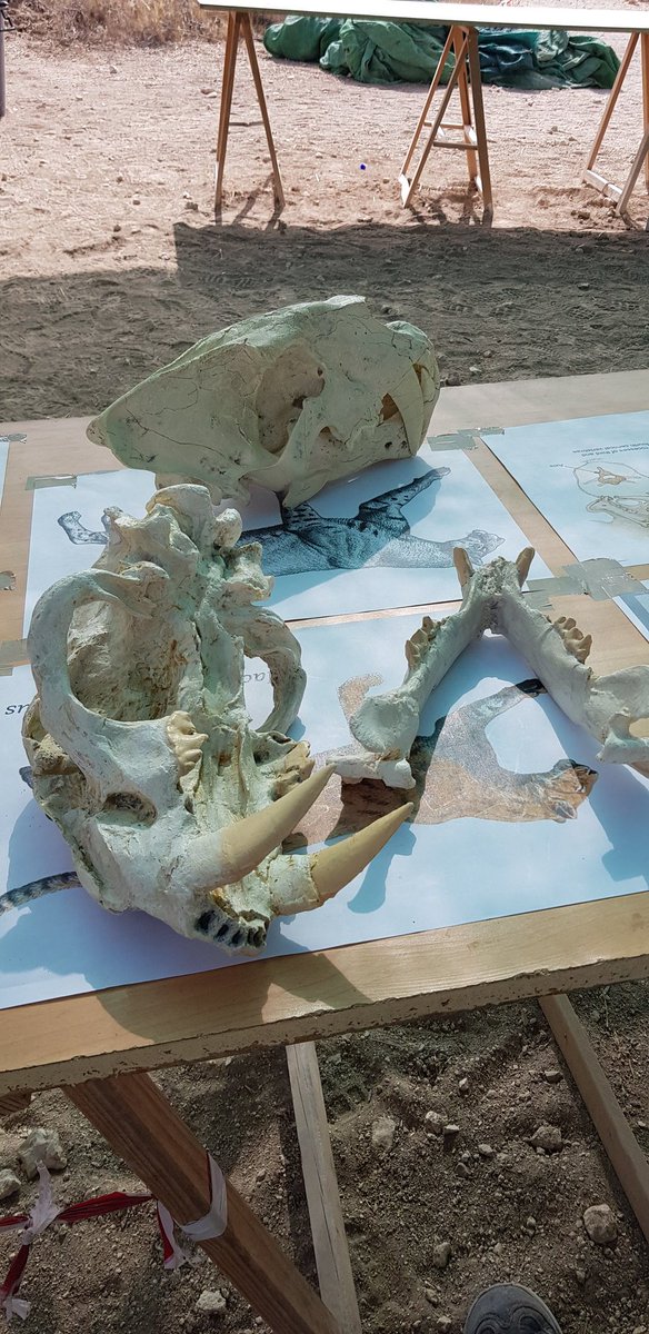 ManuelSalesa's tweet photo. ¿Quieres saber cosas sobre los félidos dientes de sable? Ven a las jornadas de puertas abiertas en Batallones #Bat2019 #Batallones2019 #paleontología #fósiles #fossil #palaeontology #sabretoothed #dientesdesable https://t.co/oPZnRQCBOi