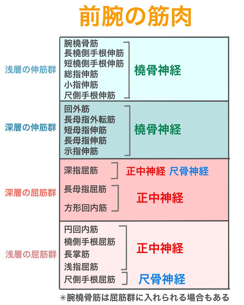 筋肉覚え方