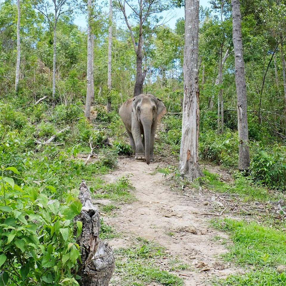 Immersed in Nature

You won’t just be mesmerized by the elephants at ChangChill, but also by the stunning forest, the picturesque valley, and the vibrant Karen hill tribe community in this area. Escape the city for a day in the mountains with us!

#ChangChill
#Elephants