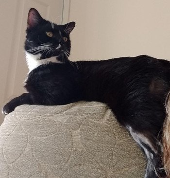 PrestonCatPage's tweet photo. Jackson is our longest stay cat. He came into our care with life threatening injuries, but he's made a wonderful recovery and wants to spend summer in his forever home. He's only two years old. https://t.co/SOvmlvBPjy #AdoptDontShop #CatsOfTwitter #CatsProtection https://t.co/CdYlb7kFoh