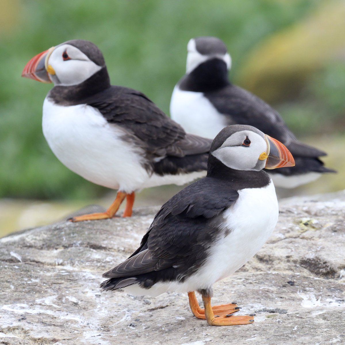 g0azh's tweet image. Puffins Farne Isles
#Puffin #puffins
#Farneisles #Farnes #Northumberland #FarneIsles #NatureReserve #FarneislesNatureReserve