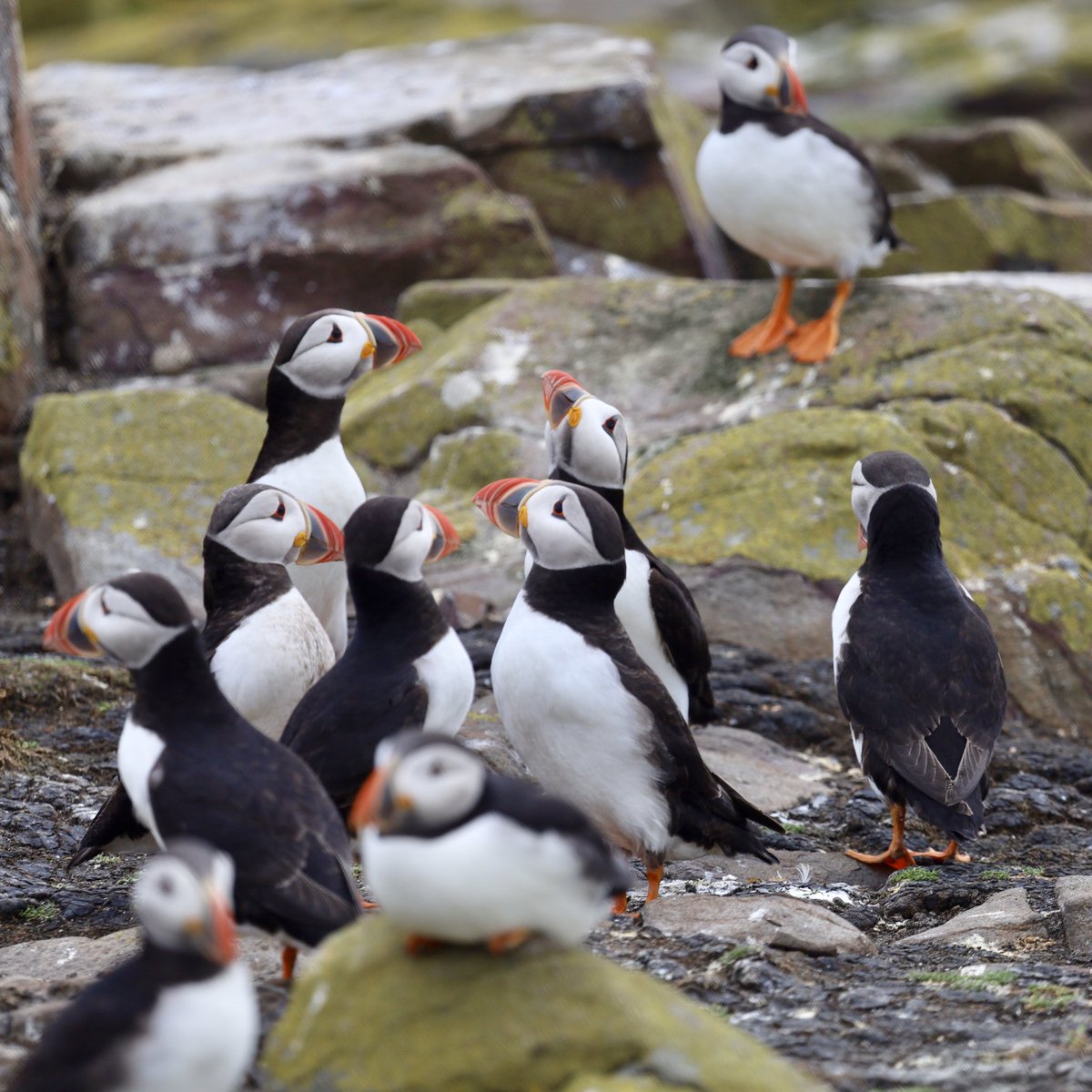 g0azh's tweet image. Puffins Farne Isles
#Puffin #puffins
#Farneisles #Farnes #Northumberland #FarneIsles #NatureReserve #FarneislesNatureReserve
