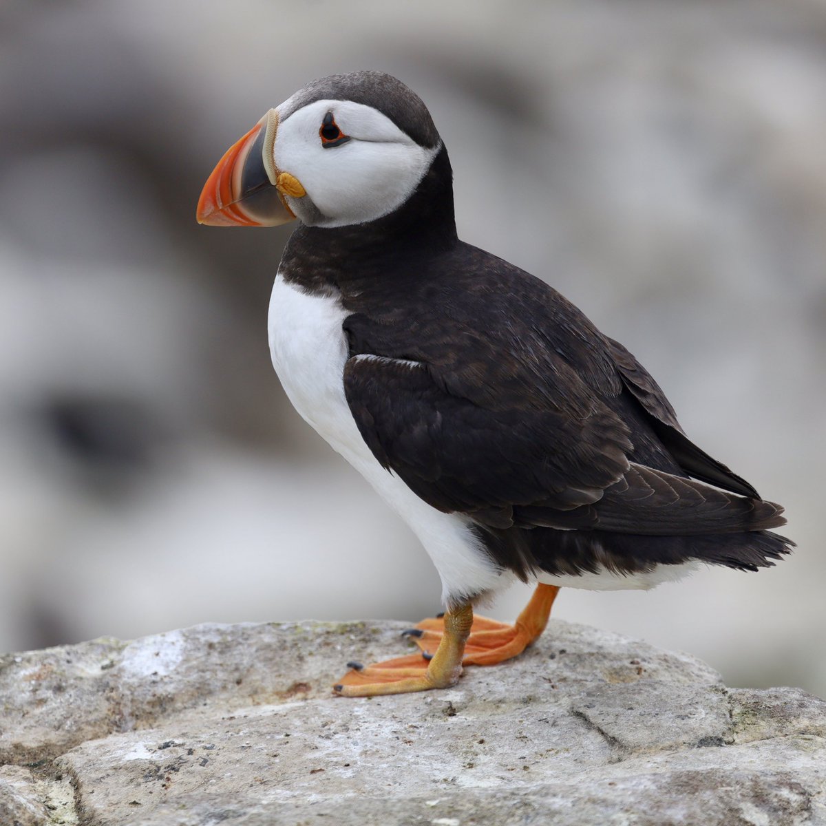 g0azh's tweet image. Puffins Farne Isles
#Puffin #puffins
#Farneisles #Farnes #Northumberland #FarneIsles #NatureReserve #FarneislesNatureReserve