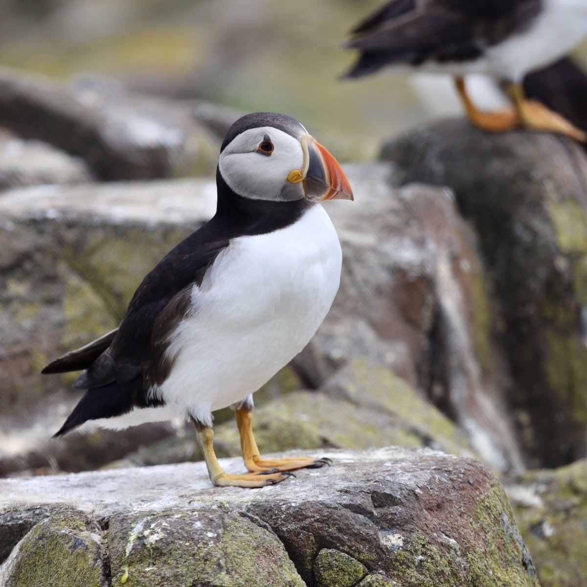 g0azh's tweet image. Puffins Farne Isles
#Puffin #puffins
#Farneisles #Farnes #Northumberland #FarneIsles #NatureReserve #FarneislesNatureReserve