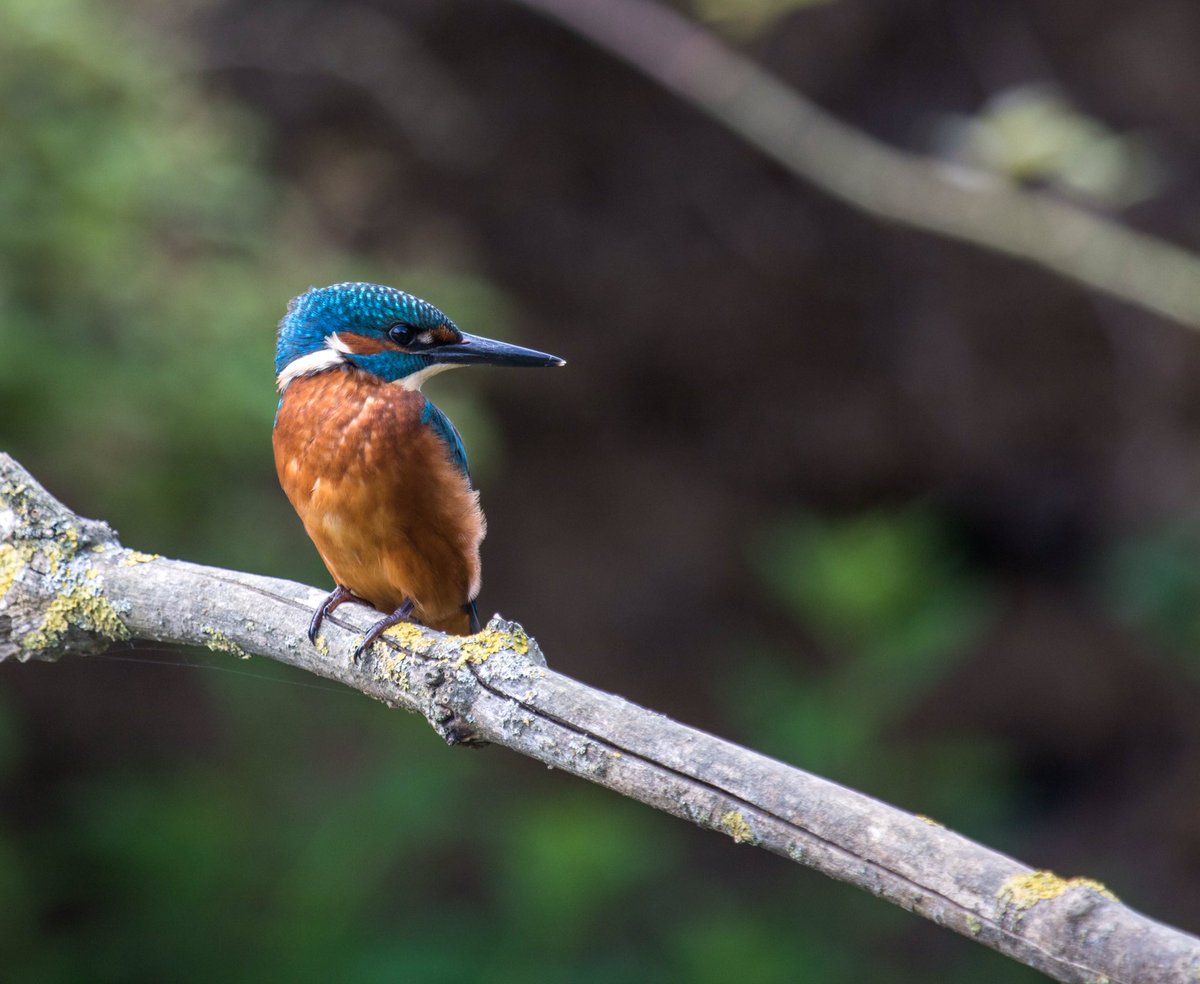 Wildlifehappens tweet media