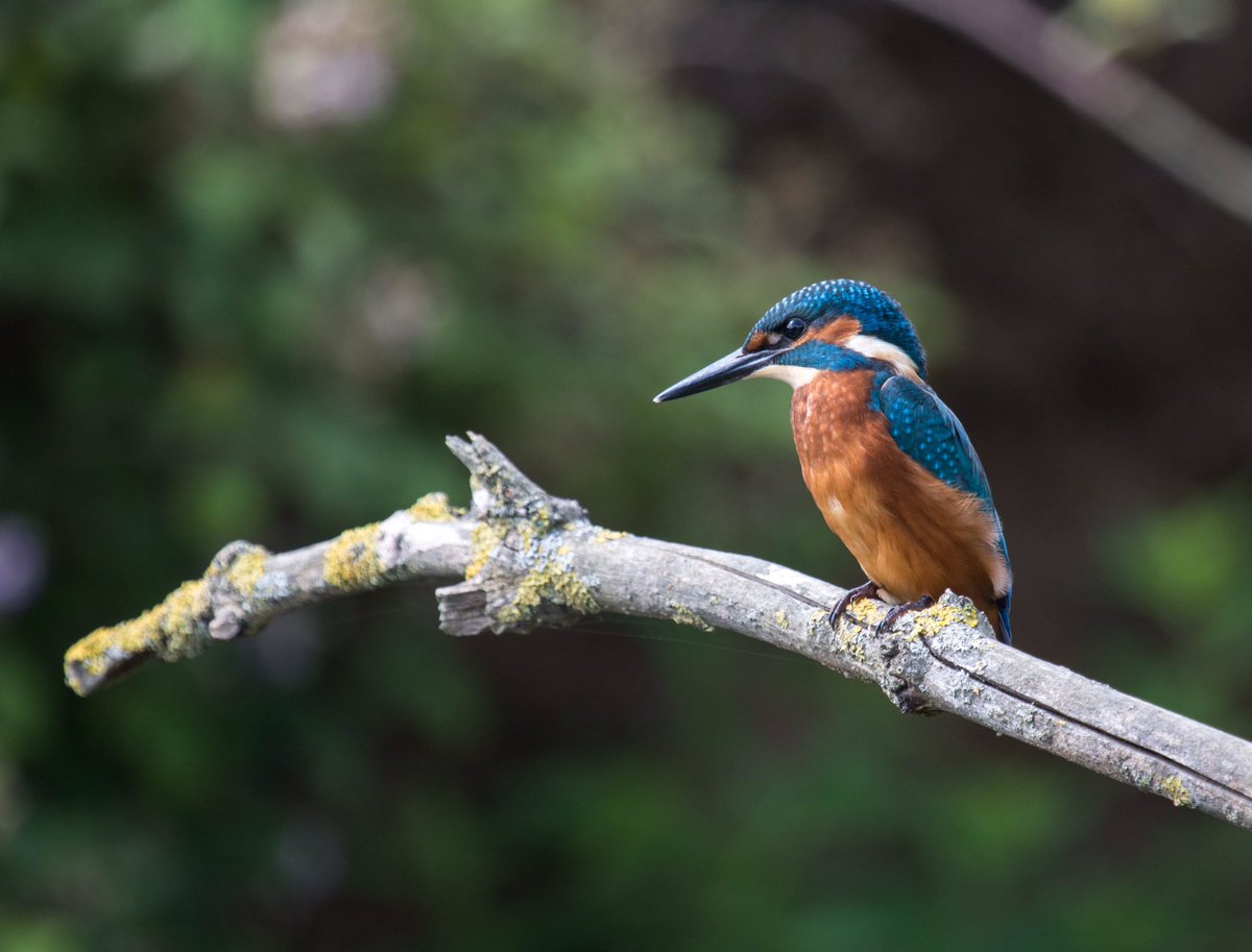 Wildlifehappens tweet media