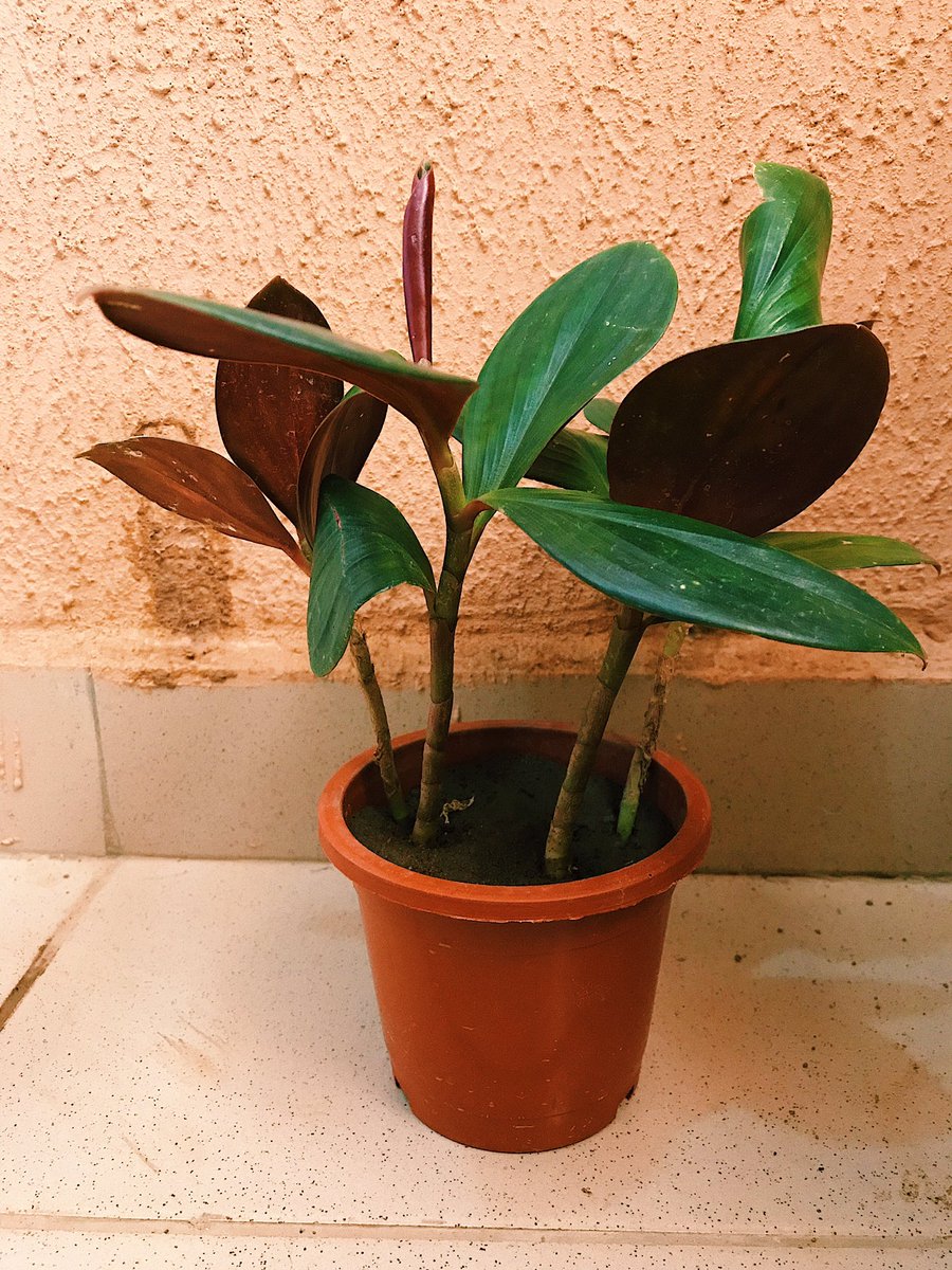  #FridayBuy Ficus Elastica aka Rubber Plant.  #PlantMama
