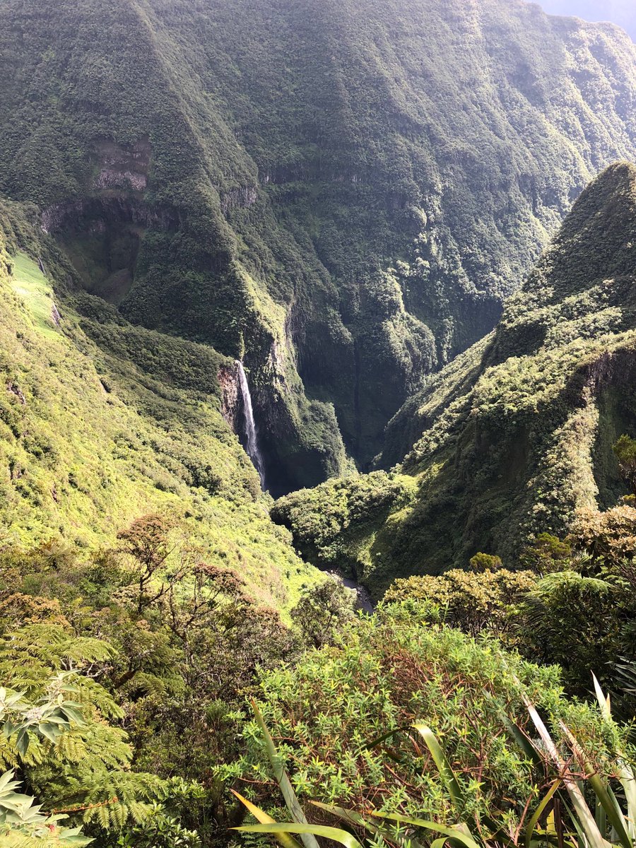 Trou de fer. Reine des tamarins. #Love my Island. #Partage #4g ⁦<a href="/OrangeReunion/">Orange Réunion</a>⁩
