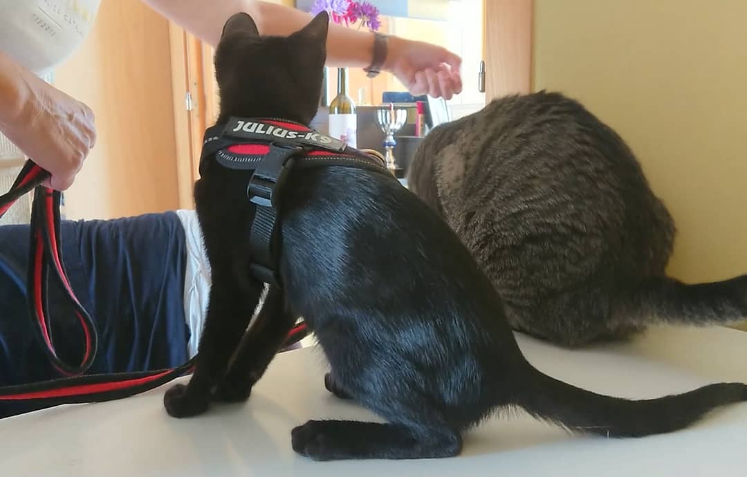 NBonjan's tweet photo. El MAIG #BonJan treballant l'habituació a l'arnés i la corretja, només té 3 mesos i ja ha après molt, aviat podrem sortir a passejar 🐈🚶‍♀️
Si trobem allò que els motiva, els gats també poden aprendre a fer moltes coses, entre elles passejar amb corretja. 👇👇👇 https://t.co/z47yvPNde6