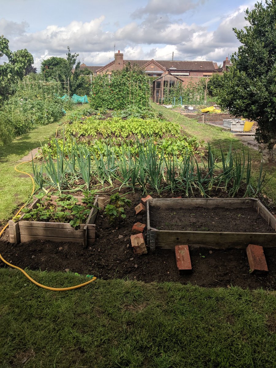 Steph_Clubb's tweet image. Up early weeding at the allotment.. #plot16 #allotment