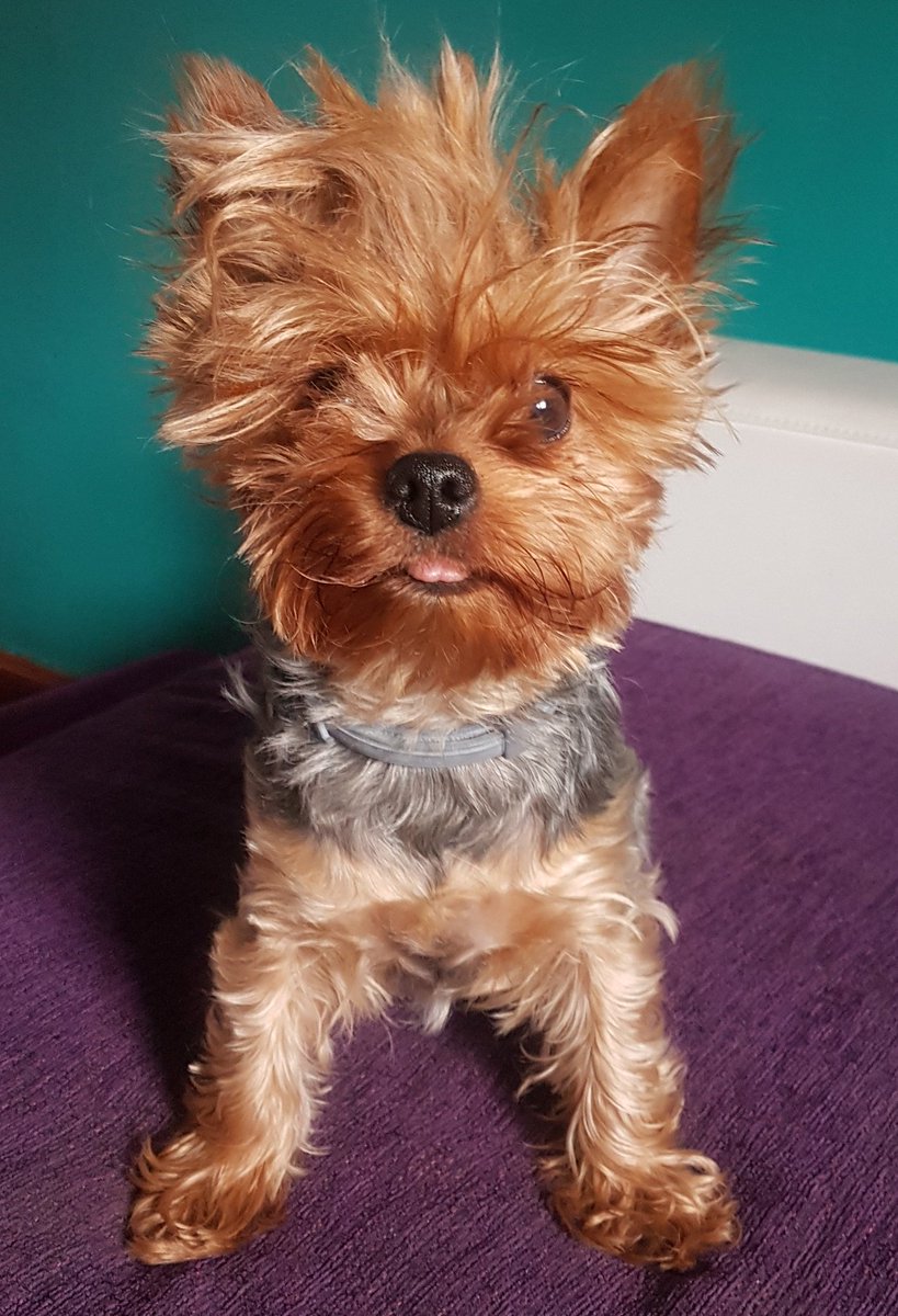 PauLa_D87's tweet photo. #DiaMundialDelPerro #diadelmejoramigo #bebedemami #yosipuedocontarlo #orgullosamamiperruna ❤ https://t.co/hbdCSuqBTl