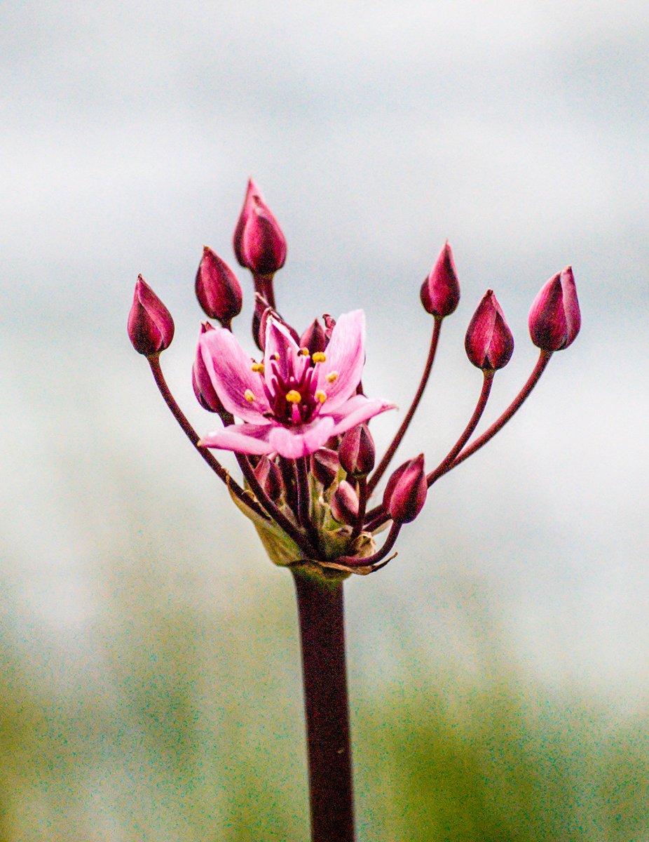 @Plumbnanny I find photographing flowers or animals,insects very relaxing. Here's 1 I like.