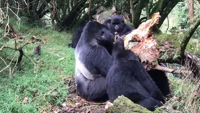 AthmanMuhammed1's tweet photo. All happiness depends on a leisurely lunch @GorillaTrekking Mgahinga Gorilla National Park, #TourismUgandapic.twitter.com/F6hjOT3Frc https://t.co/hfl11YDKtR https://t.co/IVqwL0gGAF