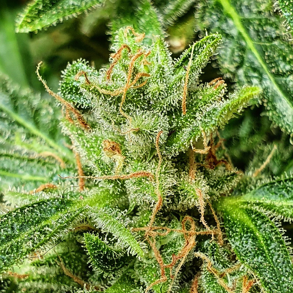 SamsaraSeeds's tweet photo. Some sunday #weedporn with Miss Ultraviolet from our Autoflowering Collection 💦💦💦💦💦💦

#ultraviolet #autoflowers #autoflower #auto #samsaraseeds #samsara #themysticseeds https://t.co/UJymlVf875