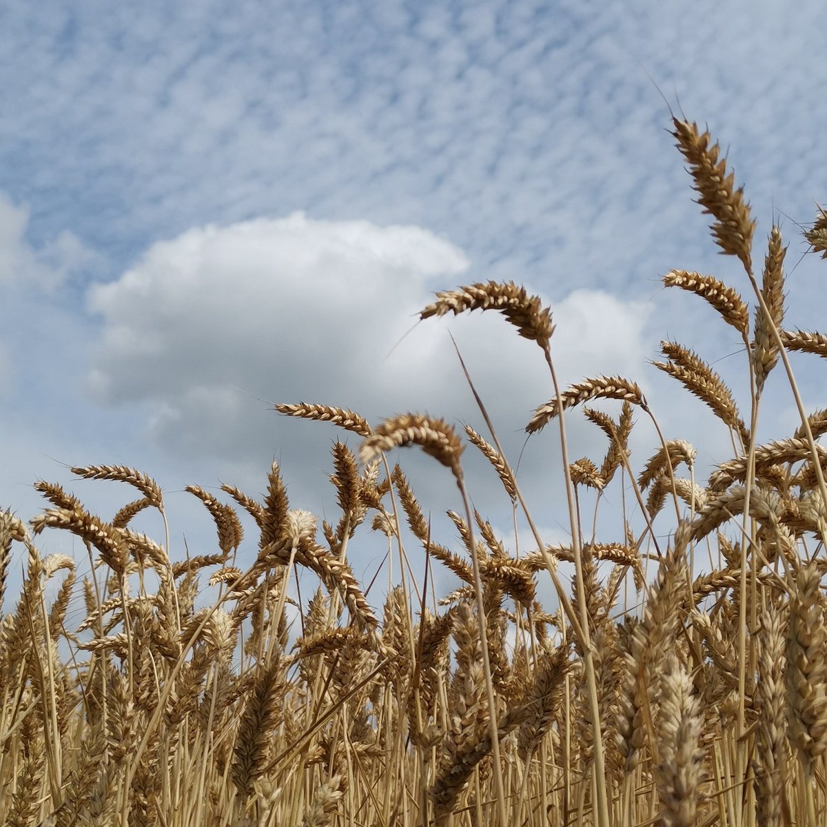 Geryoutubeur's tweet photo. Pensée du jour pour tous ceux qui bossent dans les champs... C'est le temps des #moissons 🌞👍
🚜🚜🚜
---
#jeviensbosserchezvous #cdimanche #agriculture #blé #récolte #goodjob #emploi #attractivité #enimmersion https://t.co/IbgZDQzBPn