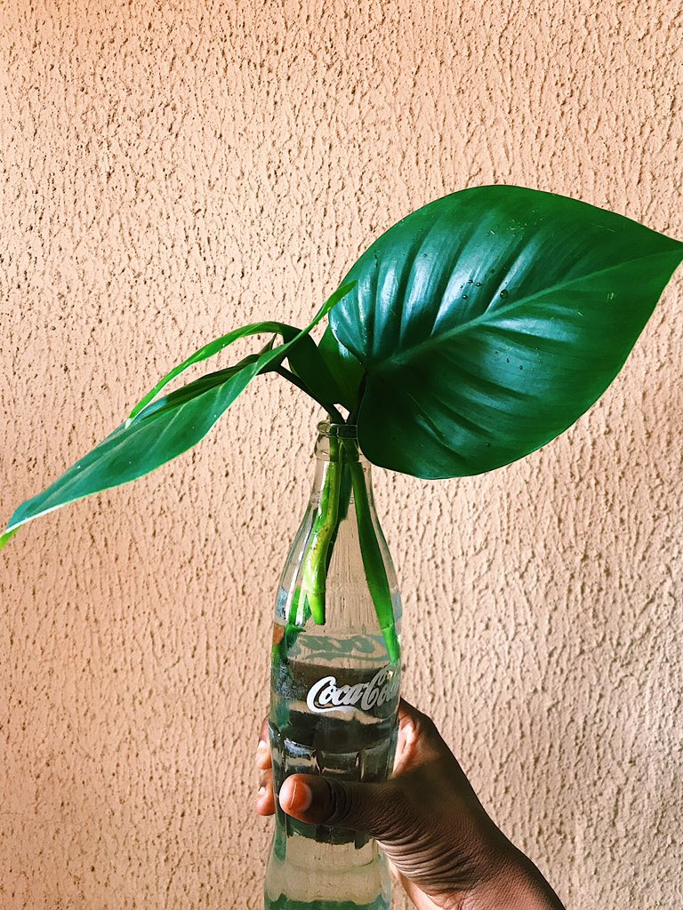  #SundayGardening I’m going to try to propagate the broken down leaves in  #Nestlé and  #CocaCola bottles 