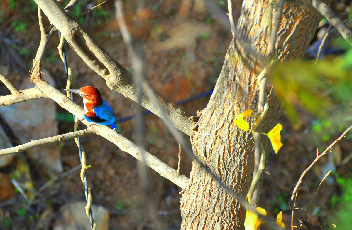 madhumitaphukan's tweet photo. Three lovely birds from my balcony today...
#kingfisher #parrot #unknownbird #NatureLife #naturelovers https://t.co/ZmkumIppTH