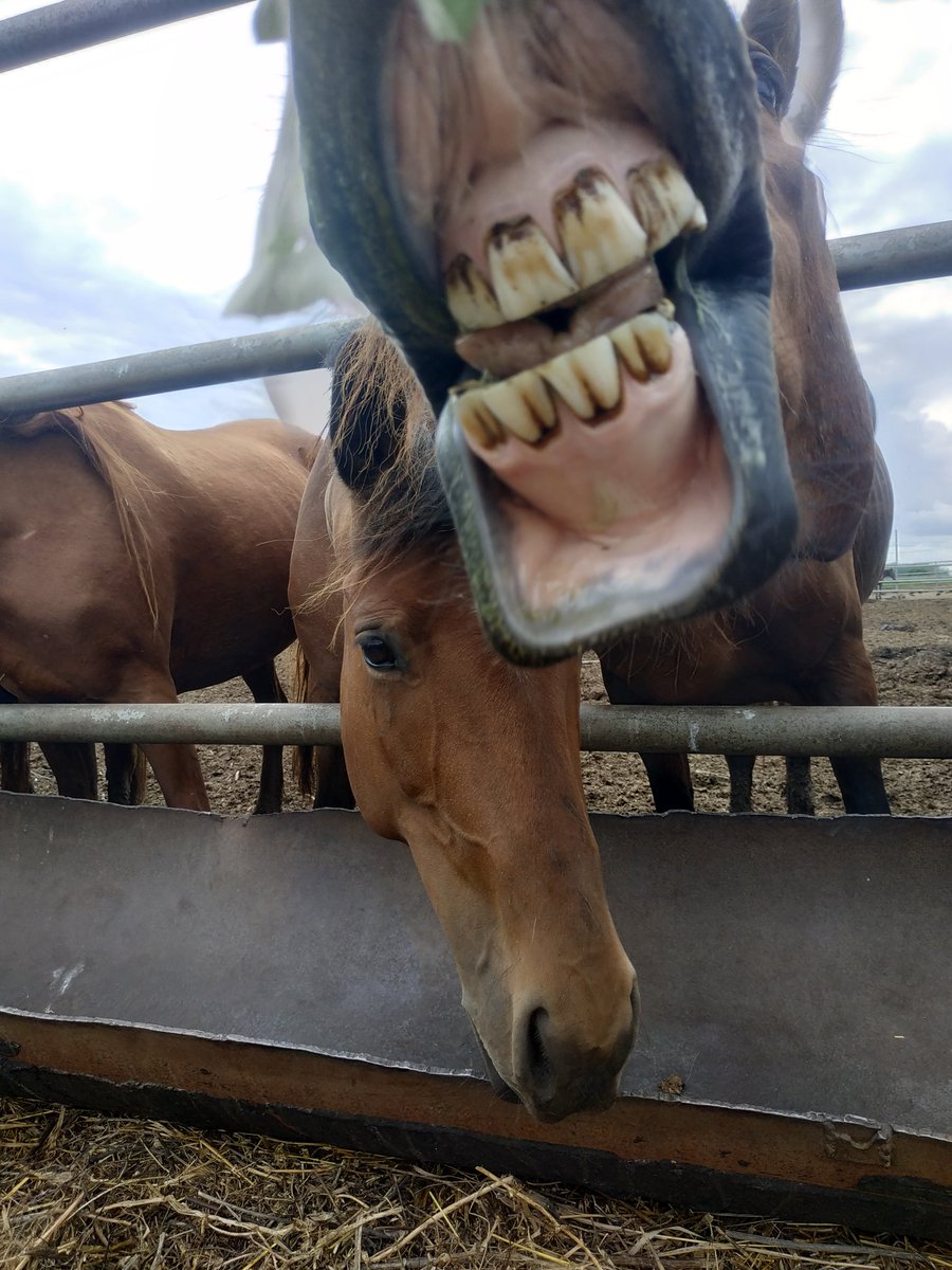 derevna1987's tweet image. 