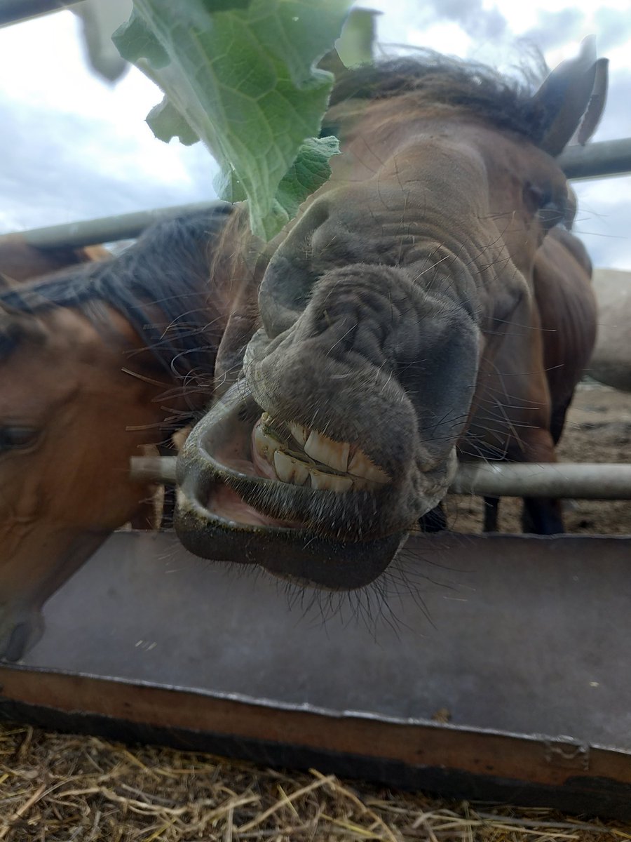 derevna1987's tweet image. 