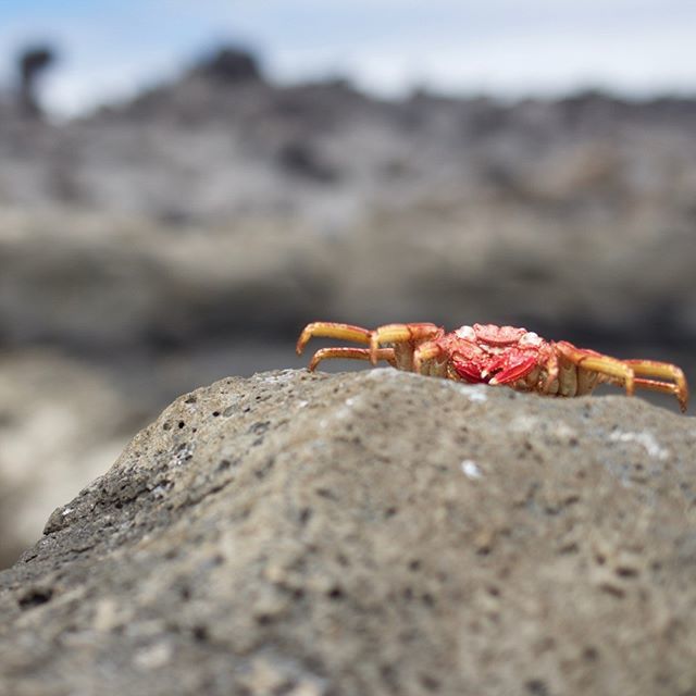 annelaurem's tweet photo. The circle of life.
#Lanzarote #lasanta #eventheseagullsneedtoeat #crab #travelphotography #holiday #canaryislands #spain https://t.co/gGn3NVISBC https://t.co/oz1wRqkTuM