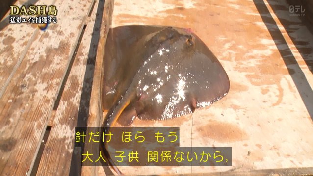 城島リーダーがdash島のアカエイで韓国の発酵食品 ホンオ フェ作りにチャレンジした結果 海の家のトイレの臭い の食べ物を錬成 鉄腕dash 3ページ目 Togetter