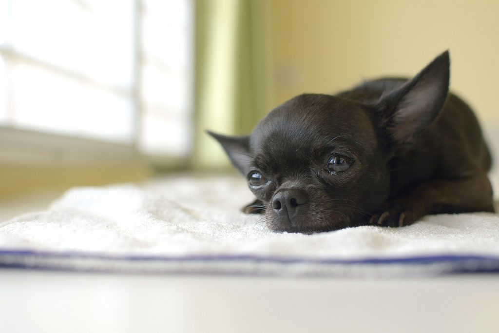 De Perros tweet media