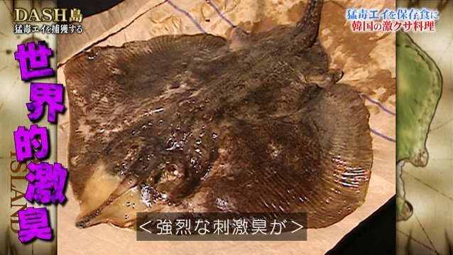 城島リーダーがdash島のアカエイで韓国の発酵食品 ホンオ フェ作りにチャレンジした結果 海の家のトイレの臭い の食べ物を錬成 鉄腕dash 2ページ目 Togetter