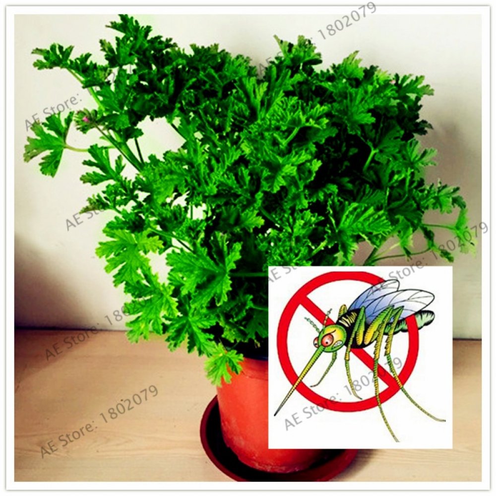 #hashtag4 Mosquito Repellent Plants