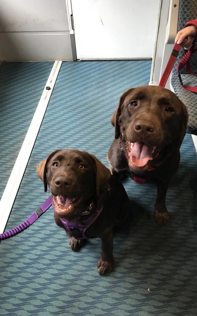 TailsOfElsaAbby's tweet photo. Abby’s first train trip🚂 #train #elsa #abby #chocolatelabs #labradors #labpups #puppy #dog #translink #trains #titanic #bangortrainstation @Translink_NI https://t.co/21mZE2fRGy