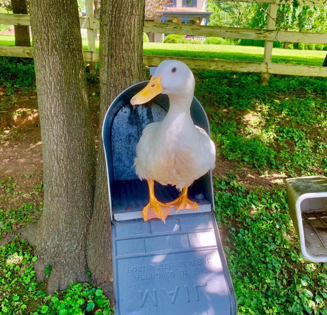 Duck Of The Day tweet media