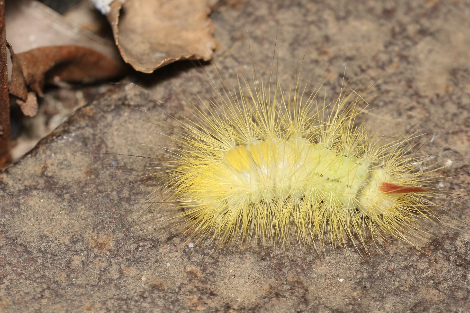 さうす リンゴドクガちゃん 毛虫は無毒のものでもあまり触る気はしないのだがリンゴドクガは特別 毛が柔らかいし地肌もモチモチで至高の触り心地でした さうす リンゴドクガちゃん 毛虫は無毒のものでもあまり触る気はしないのだがリンゴドクガは特別 毛が柔らかいし地肌もモチモチで至高の触り心地でした