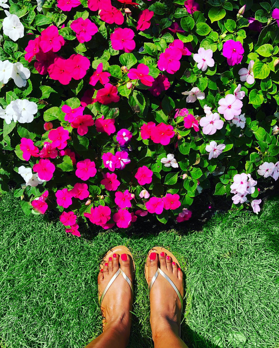 Summer Bloom 🌺
#florallove #summer