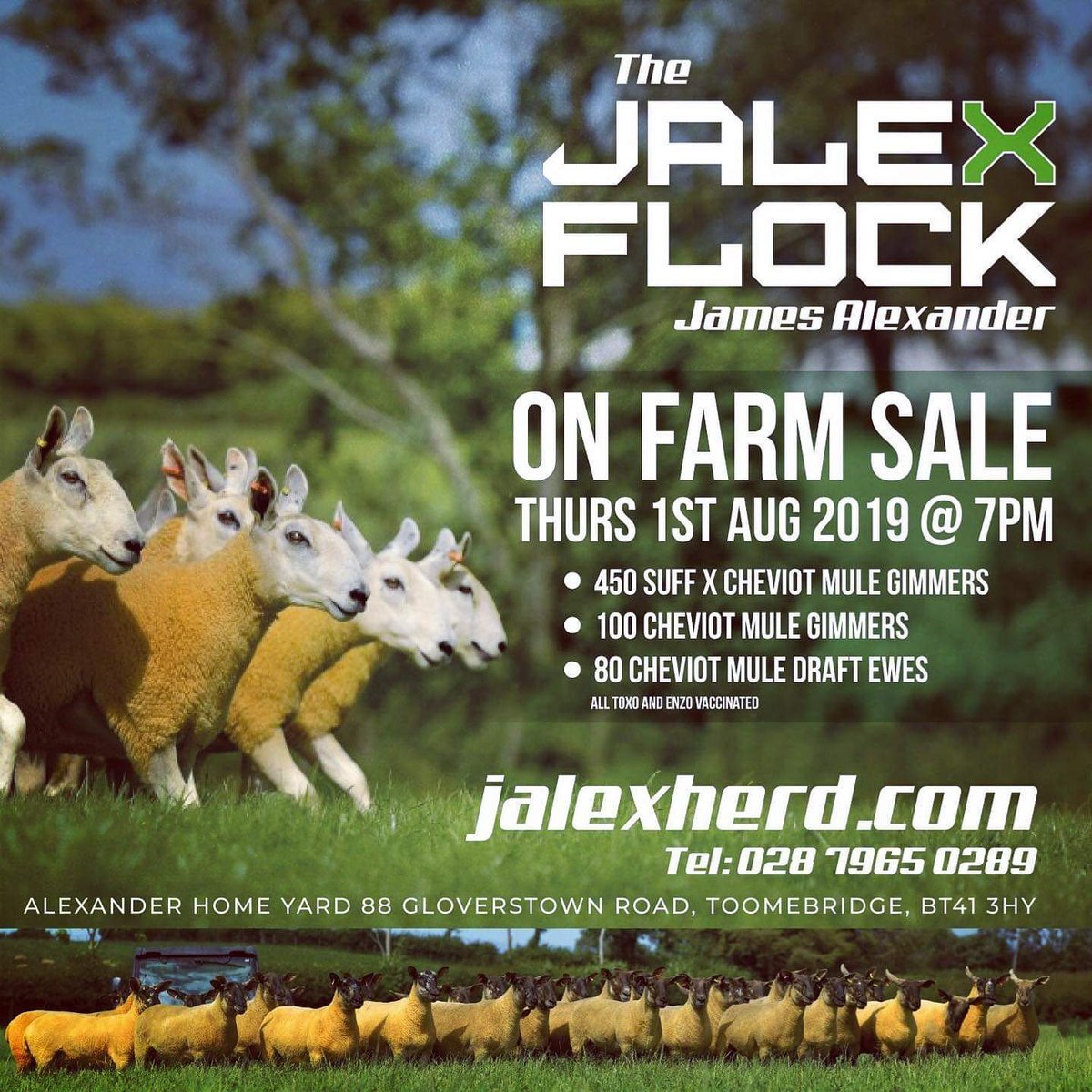 Anyone needing a few replacements or ewes for recips?