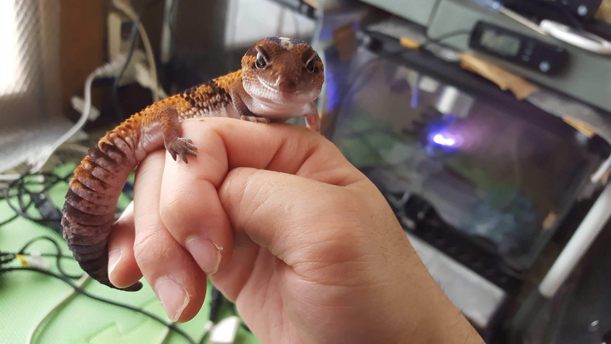 Toshi 8回目のチャレンジでニシマルが人工餌 ブレンドフード レオパドライ 食べました これでニシアフ達は人工 食べるようになったけど相変わらずレオパ達は食べない ニシアフ ニシアフリカトカゲモドキ ぽてぽてーず レオパドライ レオパブレンド