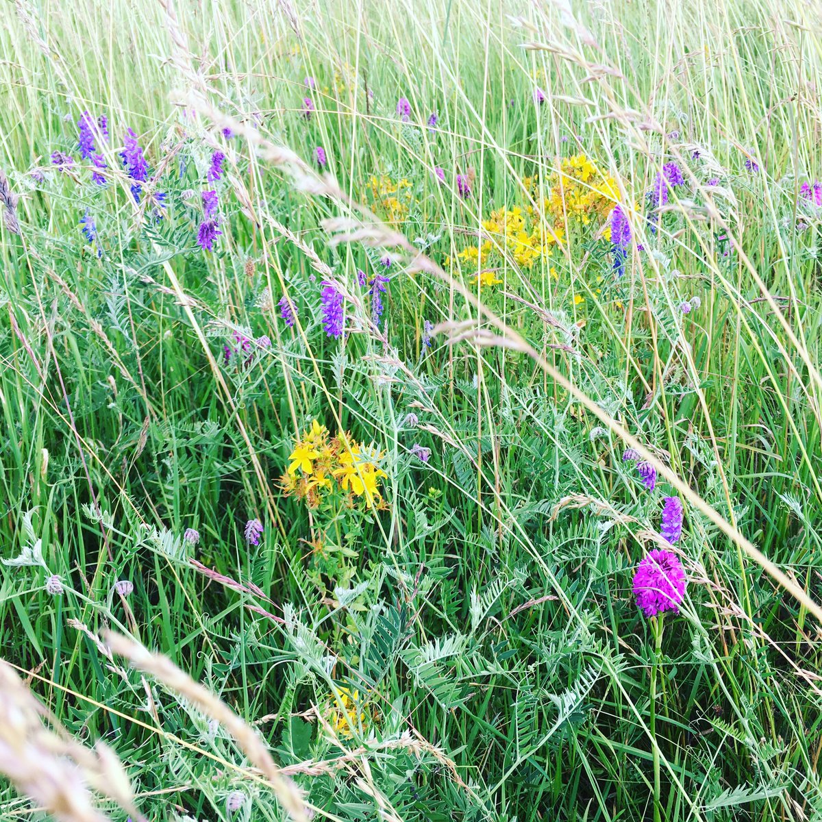 langdykeCT's tweet photo. Swaddywell is wearing her finest colours today, for the @langdykeCT and @JohnClarePoetry walk ๐
The walk is fully booked, but you can visit Swaddywell Nature Reserve any time - PE6 7EL ๐
#JohnClare #history #Swaddywell #wildflowers #pyramidalorchids @WeLovePeterboro https://t.co/b5Ad03dgRT