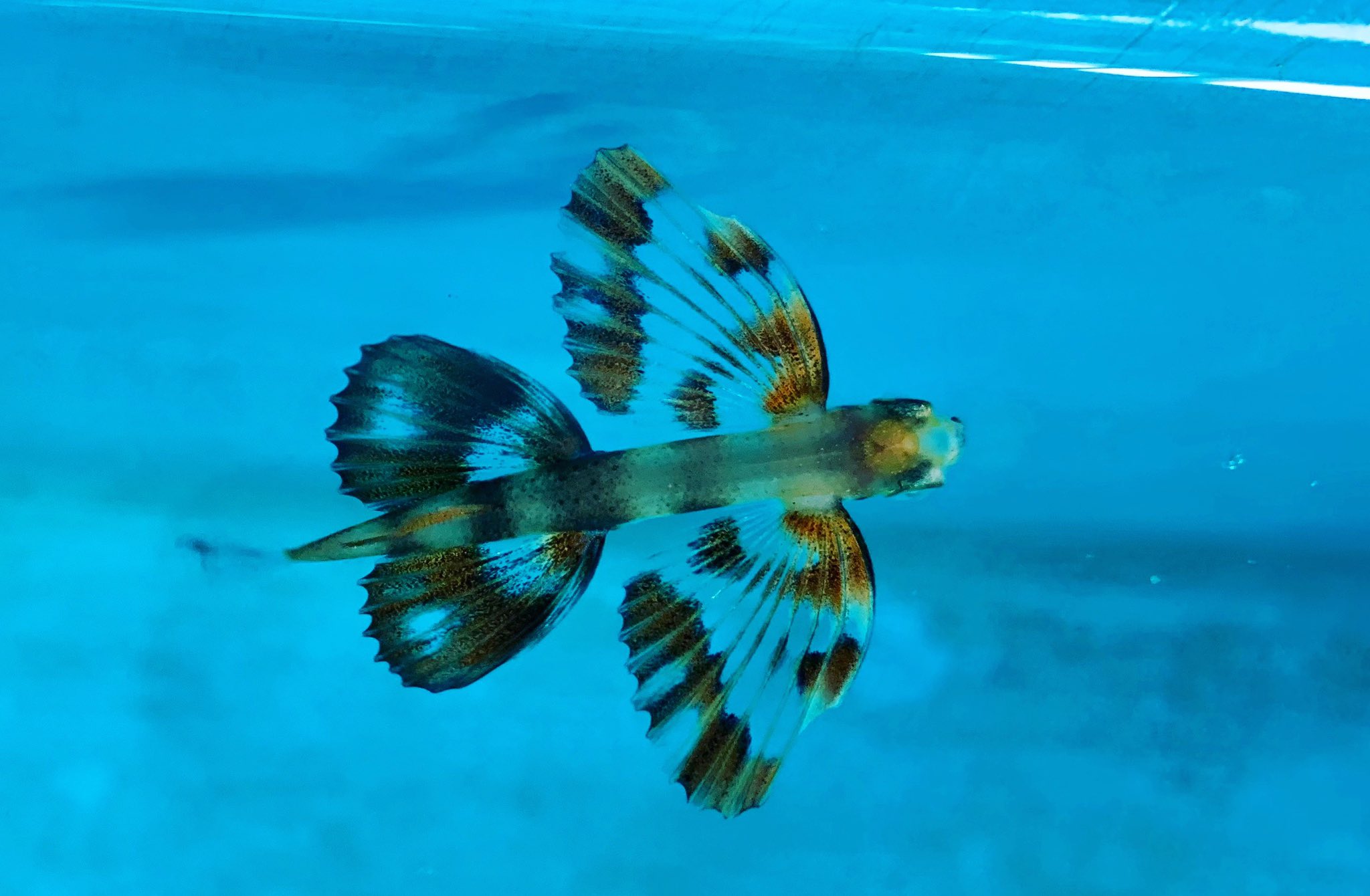 Uzivatel 浜名湖体験学習施設ウォット Na Twitteru 海湖館から美しい魚がやって来たぁ ツクシトビウオ の幼魚です ๑ ๑ ウォット 水族館 浜名湖 トビウオ