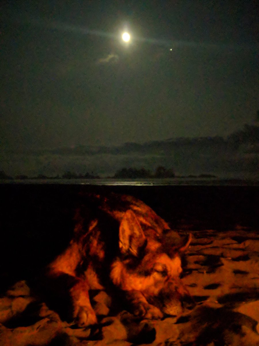 0684Blade's tweet photo. Good night, Pal. It's been an amazing week.

#sleeptight #retiredK9life #beachbed #Tofino #blessed https://t.co/V0yrjrDxq2